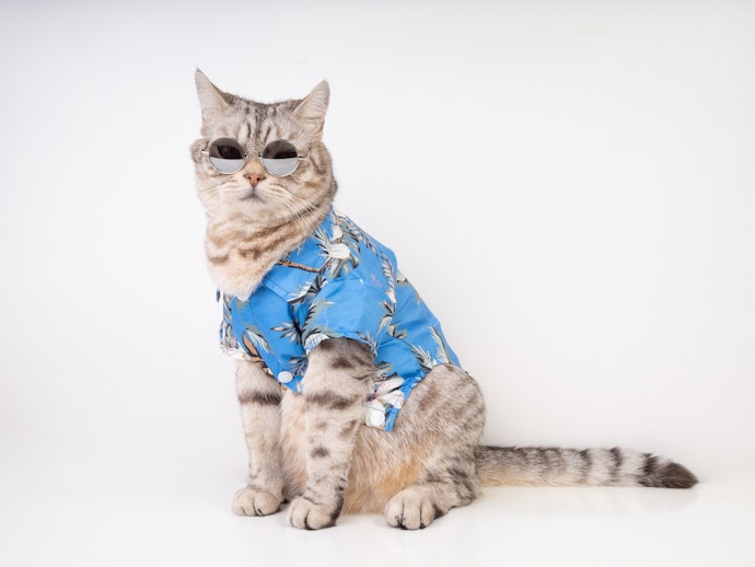 Pertimbangkan model yang kemeja untuk kucing jantan dan rok untuk kucing betina