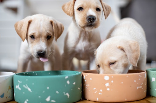 Untuk anak anjing, utamakan yang proteinnya paling tinggi dan teksturnya lebih halus