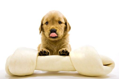 Sesuaikan kalori snack dengan ukuran anjing
