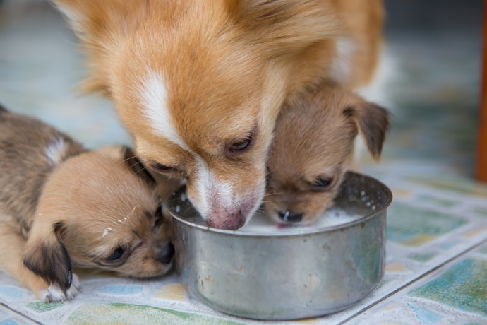 Jika anjing alergi susu sapi, coba susu kambing yang relatif lebih aman