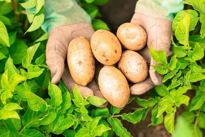 Perhatikan kualitas kentang yang menjadi bahan bakunya: Kentang organik, impor, atau lokal