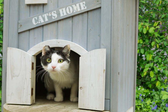 Pilih material kayu untuk tampilan rumah kucing yang kokoh dan estetis