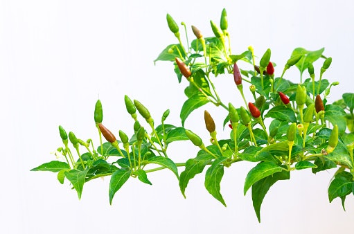 Pertimbangkan bibit cabe rawit yang tahan penyakit seperti Cakra Putih dan Ori 212