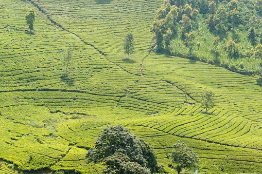 Utamakan restoran di Puncak untuk sensasi udara yang sejuk dan dekat dengan alam