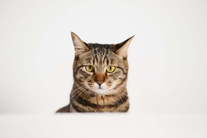 Perhatikan kondisi kucing dan bantu ia beradaptasi dengan lingkungan baru