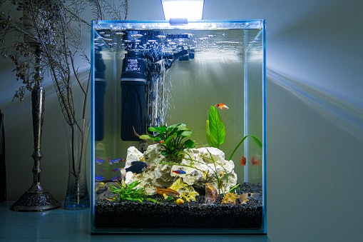 Untuk aquarium kecil di bawah 30 liter, tingkatkan kadar oksigen dalam air dengan pompa jenis aerator