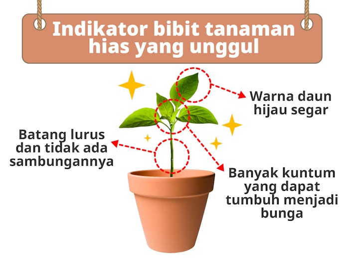 Perhatikan kondisi daun, batang, dan kuntumnya