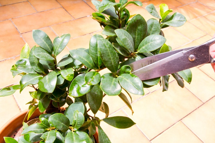 Jika diletakkan di dalam rumah, pilih bonsai ukuran kecil