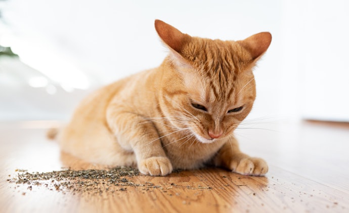 Cari tahu khasiatnya untuk si kucing