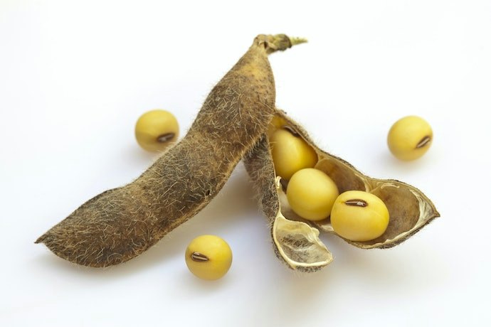 Cari tepung Gasol kacang hijau atau kacang merah untuk meningkatkan kecerdasan dan imunitas tubuh