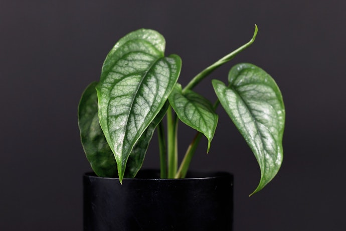 Variasikan tanaman hias di rumah dengan spesies Monstera lainnya
