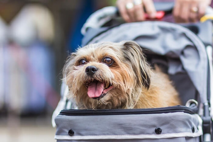 Kenali jenis-jenis stroller anjing dan kucing