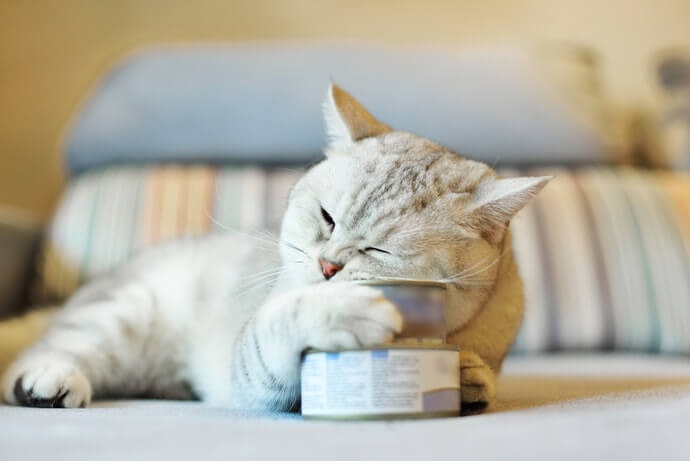 Usahakan memilih wet food yang kandungan zat aditifnya rendah