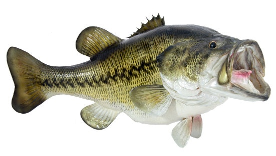 Sesuaikan tipe makanan ikan dengan ukuran dan posisi mulut ikan