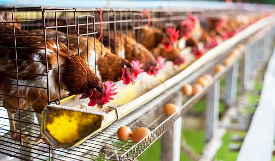Ayam ternak: Dimanfaatkan telur atau dagingnya