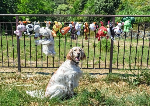 Cuci mainan anjing secara rutin