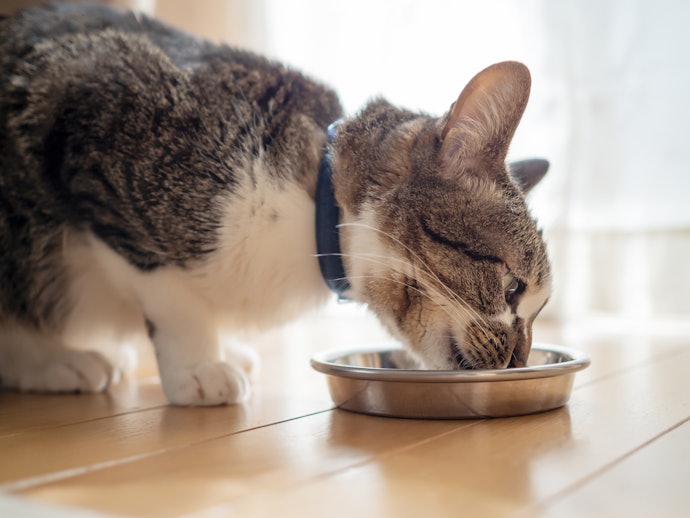 Berikan vitamin untuk menjaga stamina kucing