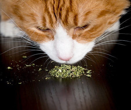 Catnip, solusi untuk kucing yang sulit makan