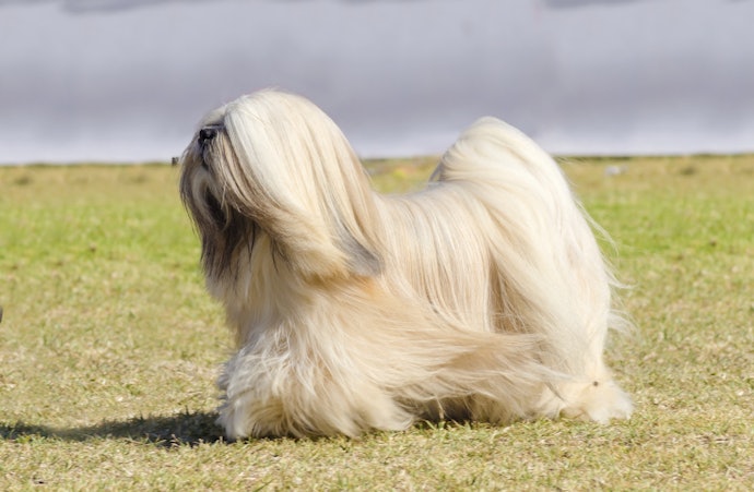 Untuk anjing berbulu panjang, pastikan Anda memilih formula yang sesuai dengan karakter bulunya