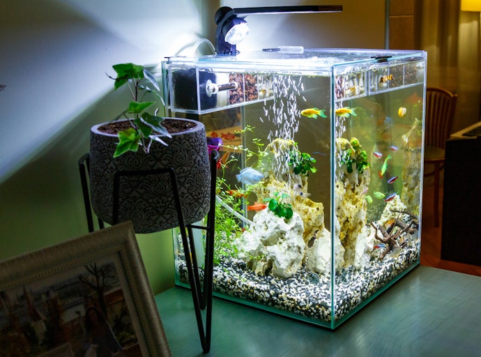 Beri lampu hias untuk mempercantik dan menyegarkan habitat ikan