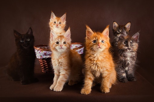 Pertimbangkan juga rumah kucing dua tingkat atau lebih agar cukup untuk beberapa ekor kucing