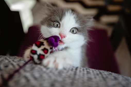 Pastikan bahannya nyaman untuk digigit dan dicakar anak kucing