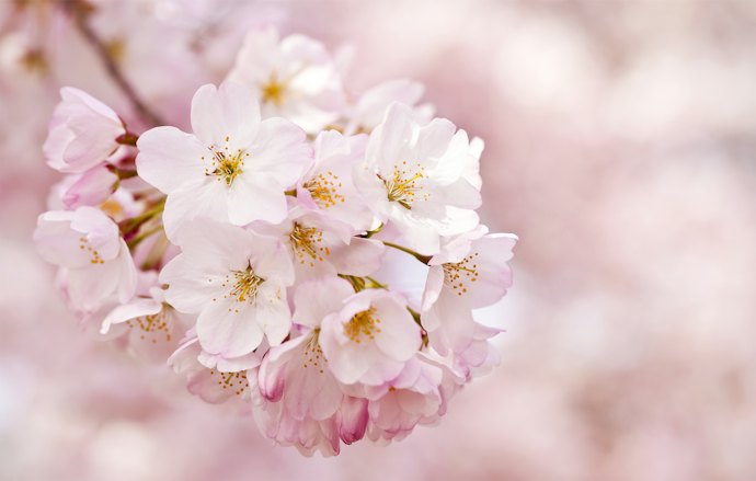 Untuk aroma lembut, cek varian aroma Moringa, Shea, Japanese Cherry Blossom, Wild Jasmine, dan White Musk
