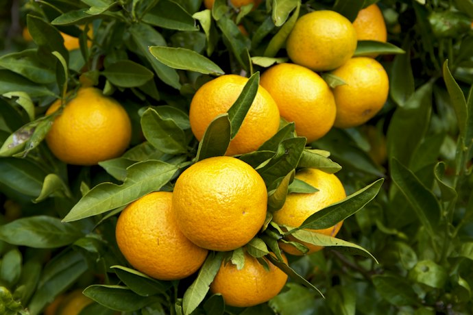 Jika suka aroma menyegarkan, pilih varian Satsuma, Mango, Vibrant Bergamot, dan Zesty Lime Blossom