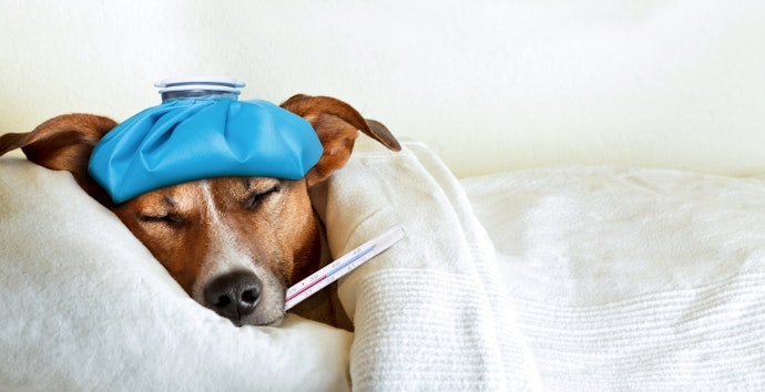 Jika anjing sedang sakit atau baru divaksin, Anda bisa memakaikannya dry shampoo