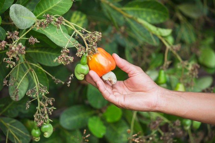 Pertimbangkan produk organik untuk diet sehat