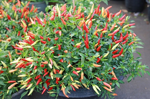 Jika ingin buahnya lebat, pilih bibit cabe rawit dari varietas Kaliber, Robin, dan Viral