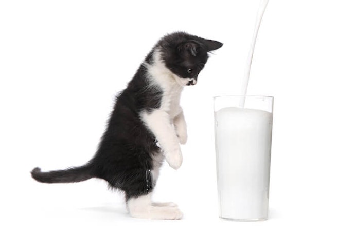 Berikanlah susu khusus untuk kucing