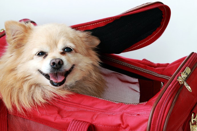 Cari pet cargo dengan model tas yang bahannya kain untuk pergi jalan-jalan sejenak