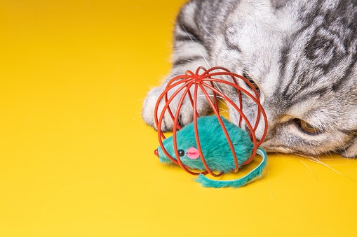 Jangan memberikan mainan kucing kepada anjing