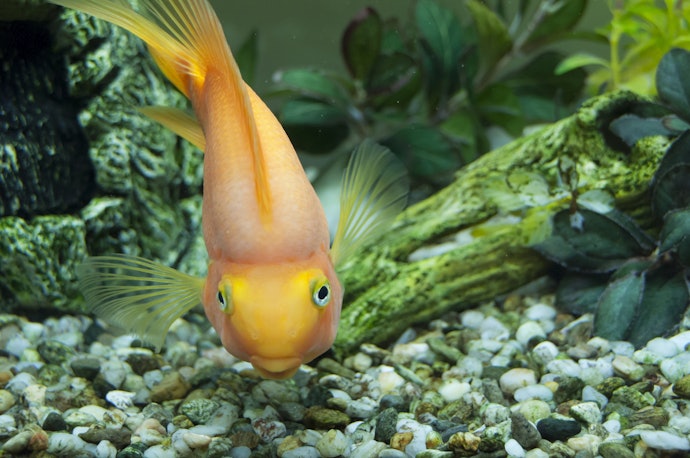 Gunakan batu untuk menutupi dasar aquarium