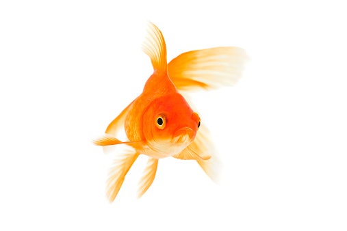 Untuk mempercantik warna ikan, pilih yang mengandung karotenoid