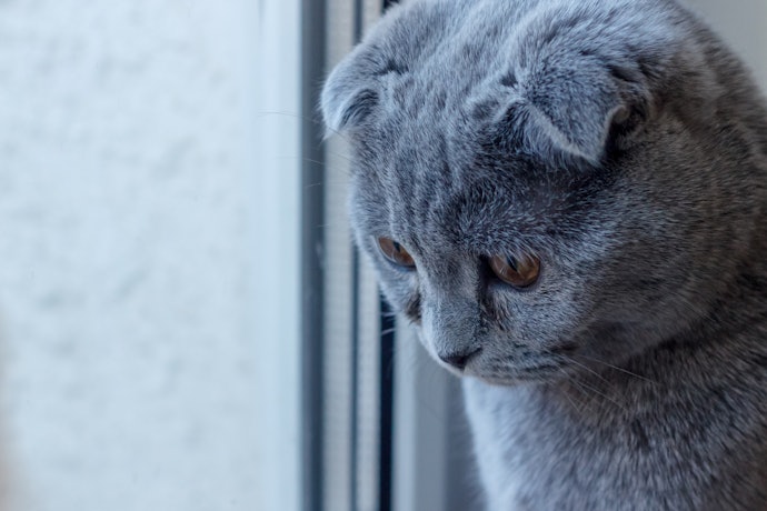 Ketahui tanda-tanda kucing tidak cocok dengan jenis parfum yang digunakan
