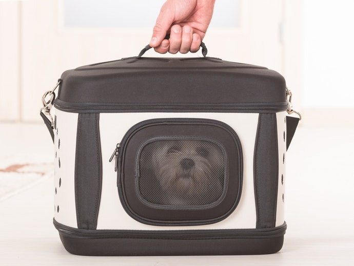 Temukan pet cargo anjing dengan banyak ventilasi
