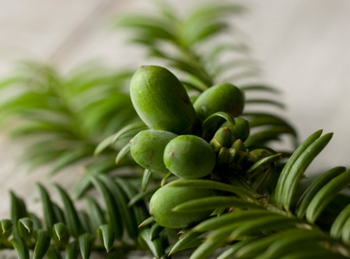 Atasi kulit berjerawat, sensitif, dan beruntusan dengan kandungan bija seed oil