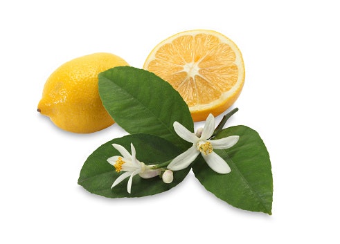 Untuk kesan yang manis dan fresh, pilih parfum coklat dengan wangi floral dan citrus
