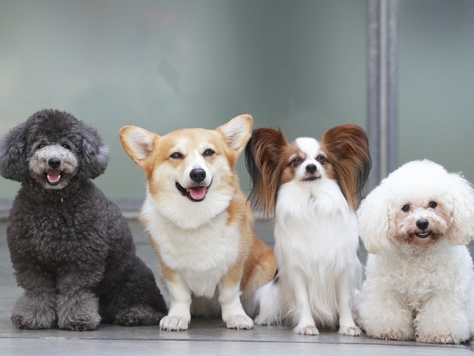 Temukan mainan dengan ukuran dan material yang pas untuk anjing Anda