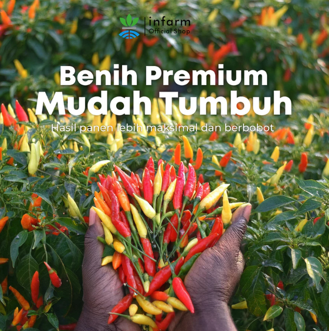 Pilih jenis cabe rawit yang sesuai peruntukannya; keperluan kuliner lokal atau dijual ke pasar induk