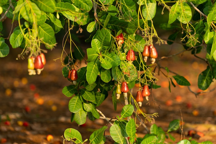 Tentukan berdasarkan daerah asal kacang mete