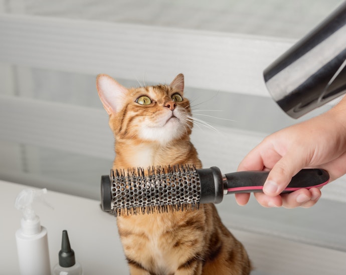 Agar kucing nyaman, utamakan hair dryer kucing dengan noise level <70 dB