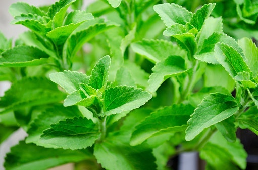Mau yang kalorinya lebih rendah? Pertimbangkan gula cair singkong atau stevia