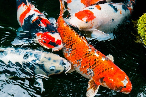 Untuk meningkatkan warna merah pada koi, pastikan ada kandungan karotenoid