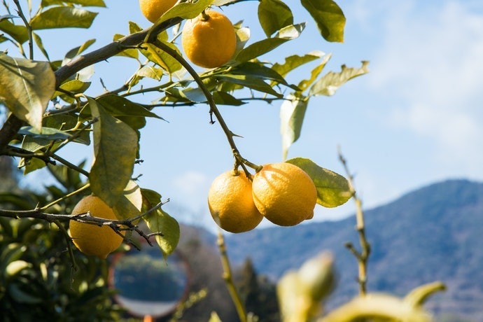 Tentukan menurut area produksi untuk mendapatkan rasa lemon favorit