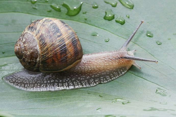 Ketahui kadar snail mucin! Makin tinggi angkanya, makin besar pula manfaat yang akan didapat