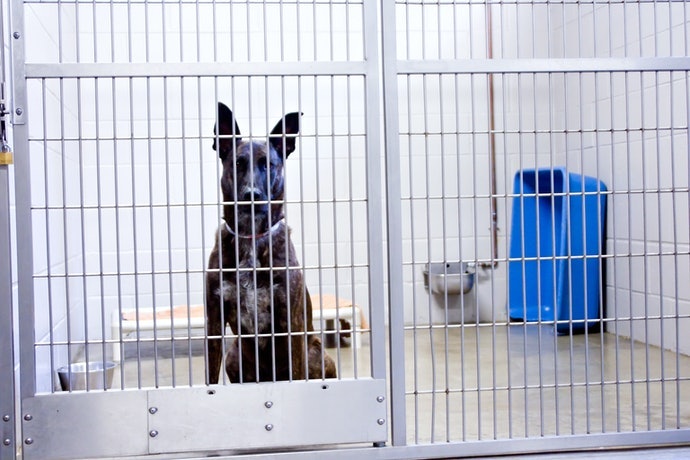 Pilih ukuran yang sesuai dengan besar anjing Anda