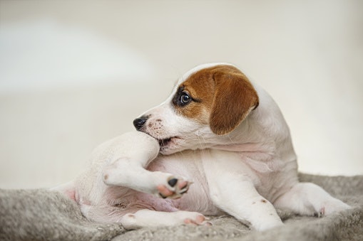 Untuk anjing dengan alergi, perhatikan jenis sumber protein yang digunakan agar tidak menimbulkan masalah lain
